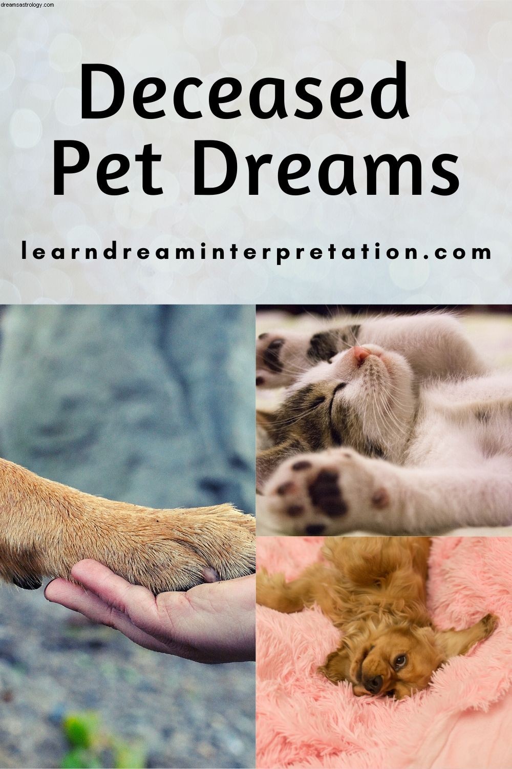 Träume von einem verstorbenen Haustier 