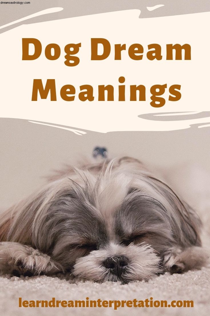 Significati del sogno del cane 