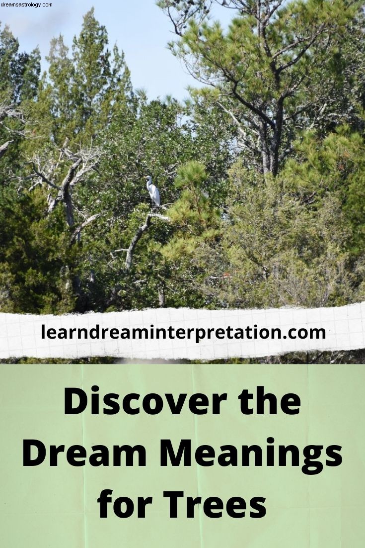 Significados dos sonhos com árvores 