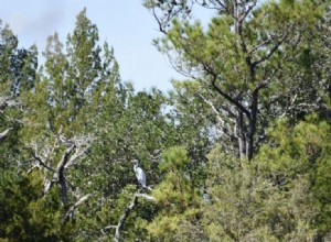 Signification des rêves pour les arbres 