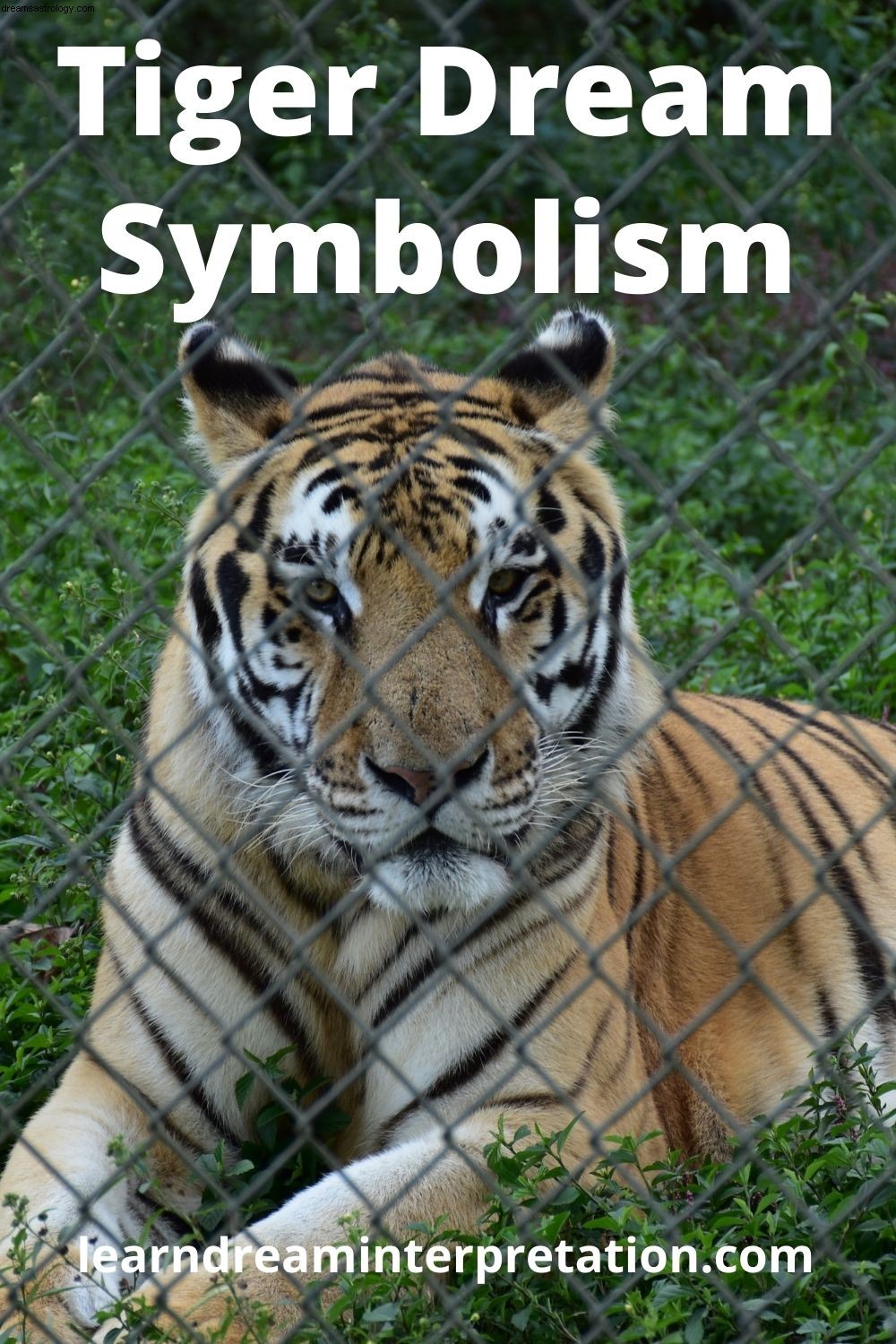 Όνειρο τίγρης και έννοιες συμβόλων 