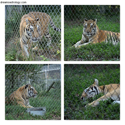 Tigerdröm och symbolbetydelser 