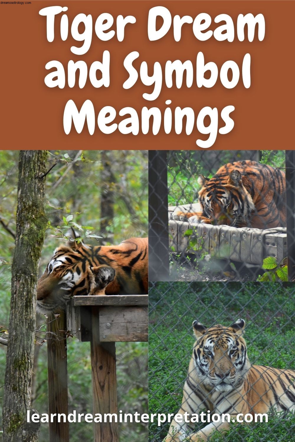 Betekenissen van tijgerdroom en symbolen 
