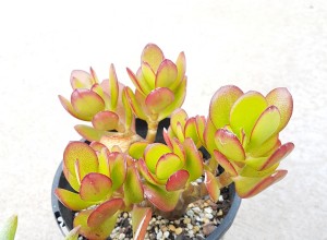 Woondecoratie:kies DEZE planten volgens je sterrenbeelden 