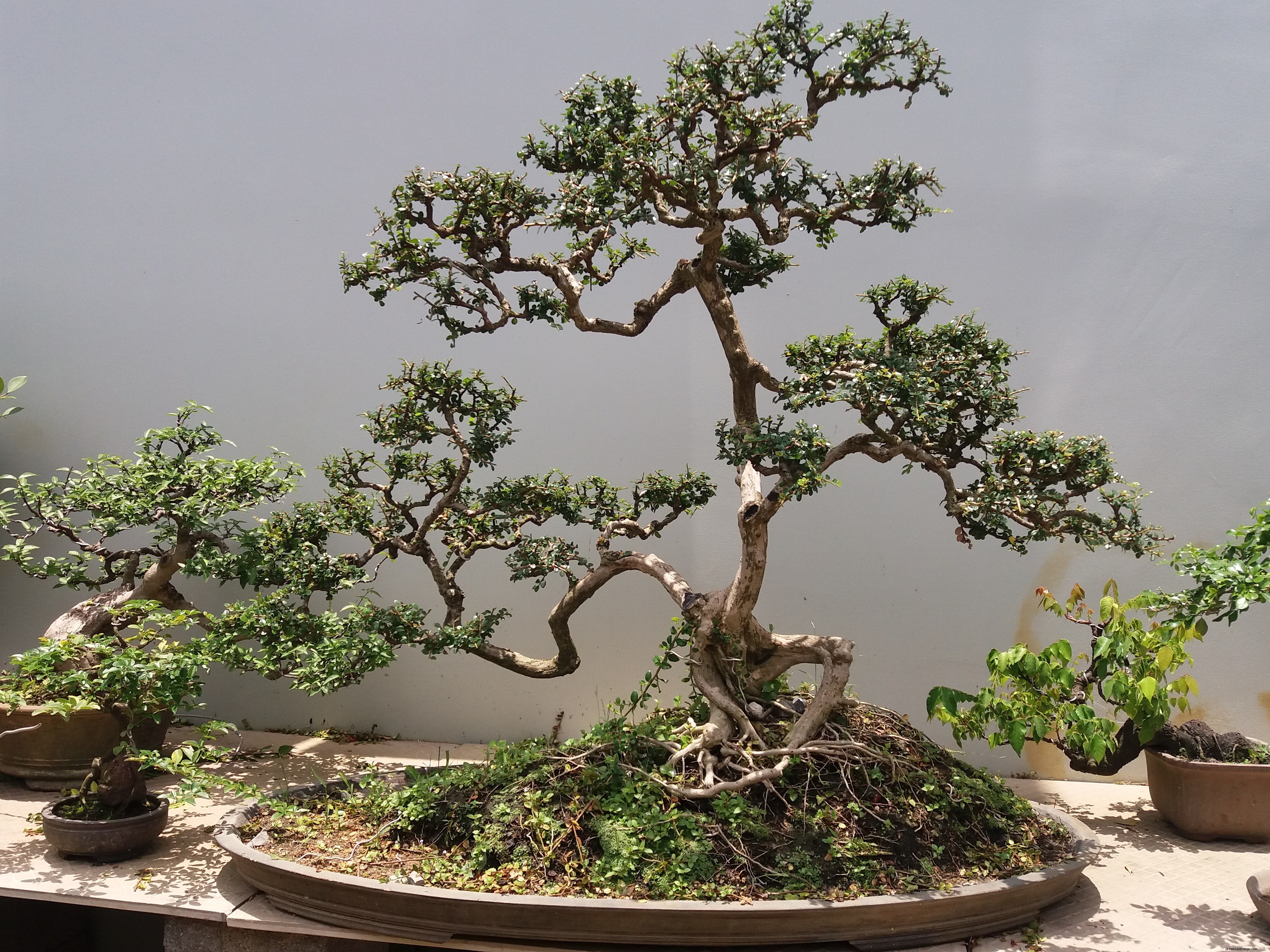 Décoration d intérieur :Choisissez CES plantes selon vos signes du zodiaque 