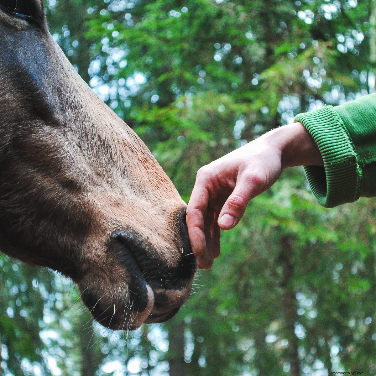 5 sterrenbeelden die dierenliefhebbers zijn en die sterk geloven in het kiezen van dieren boven mensen 