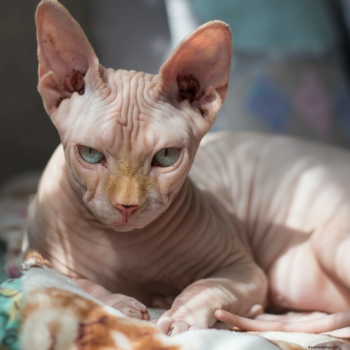 Van Weegschaal tot Waterman, DIT is het kattenras dat je moet adopteren als je een sterrenbeeld bent 