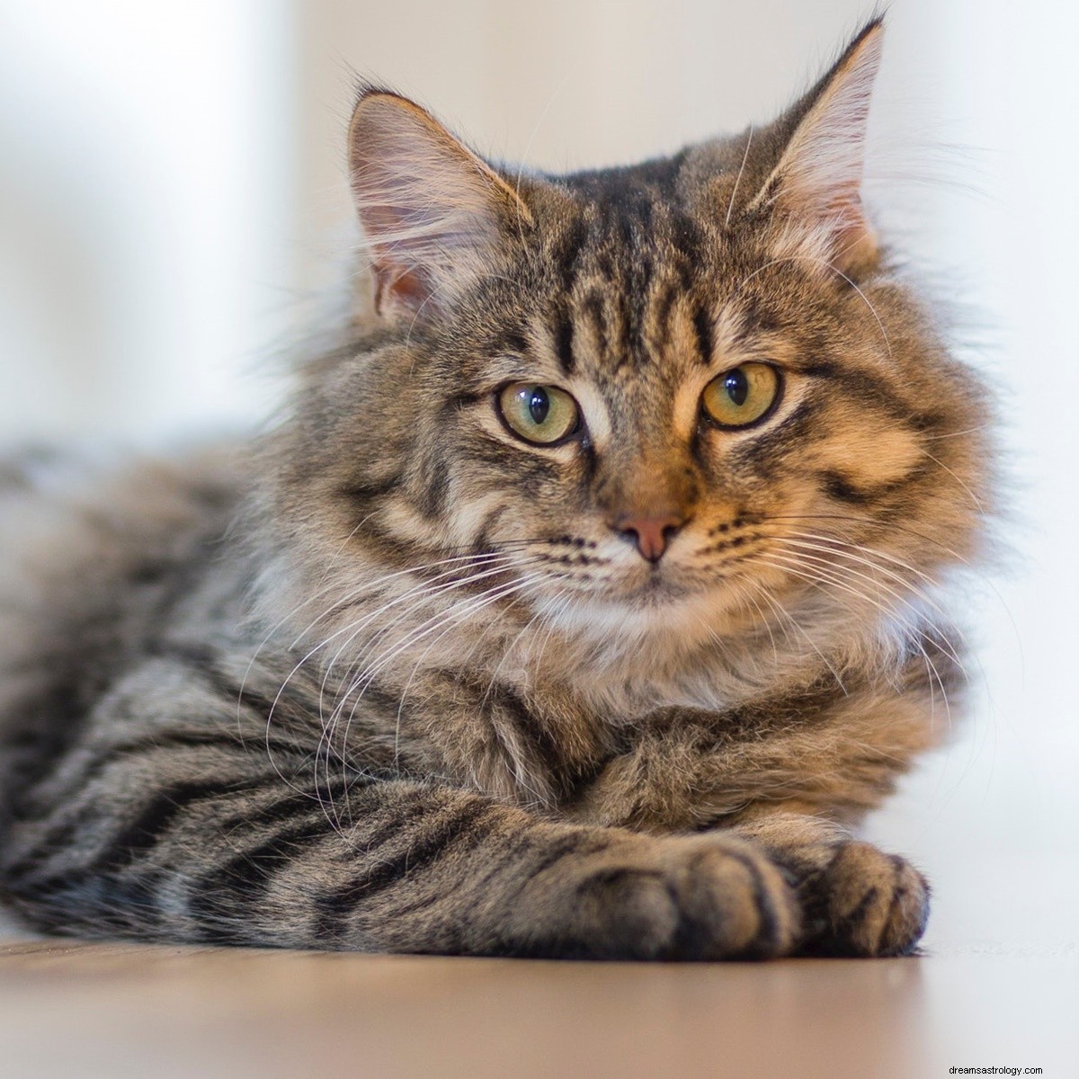 Van Weegschaal tot Waterman, DIT is het kattenras dat je moet adopteren als je een sterrenbeeld bent 