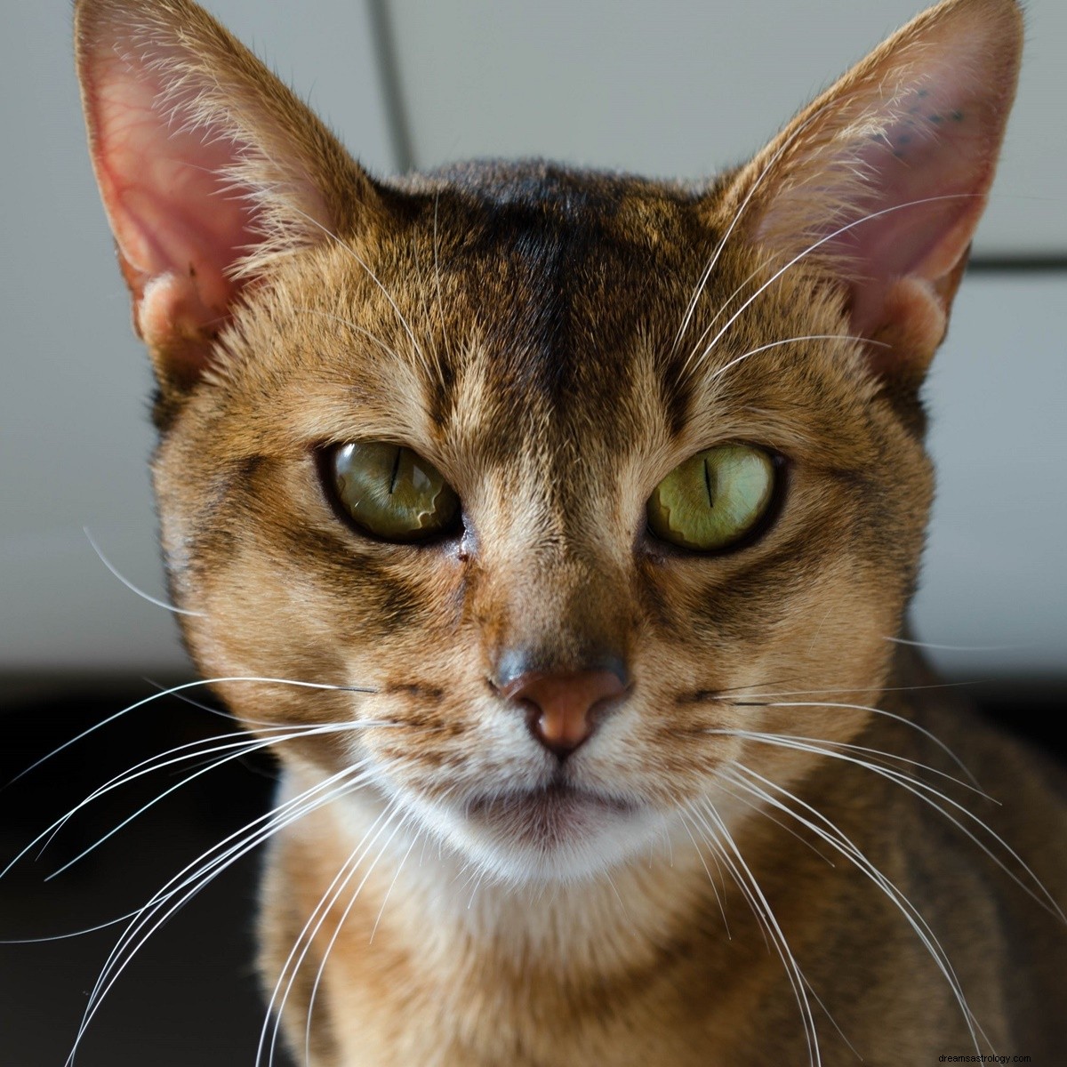 De Tauro a Virgo, ESTA es la raza de gato que debes adoptar si eres un signo zodiacal de tierra 
