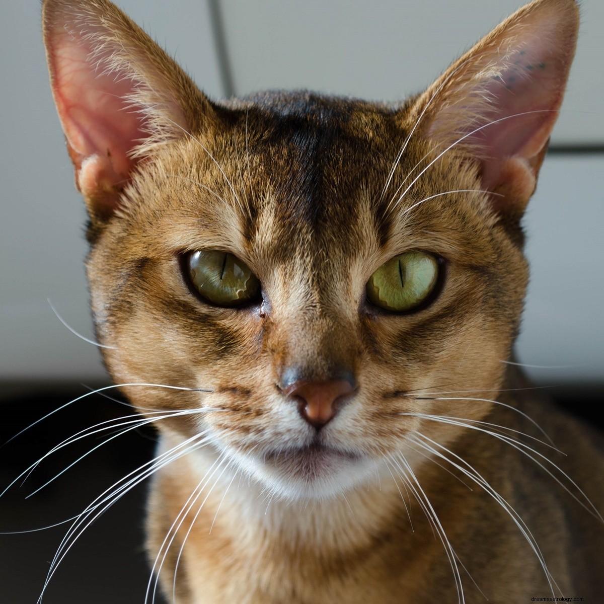 Du Taureau à la Vierge, c est la race de chat que vous devriez adopter si vous êtes un signe de terre du zodiaque 