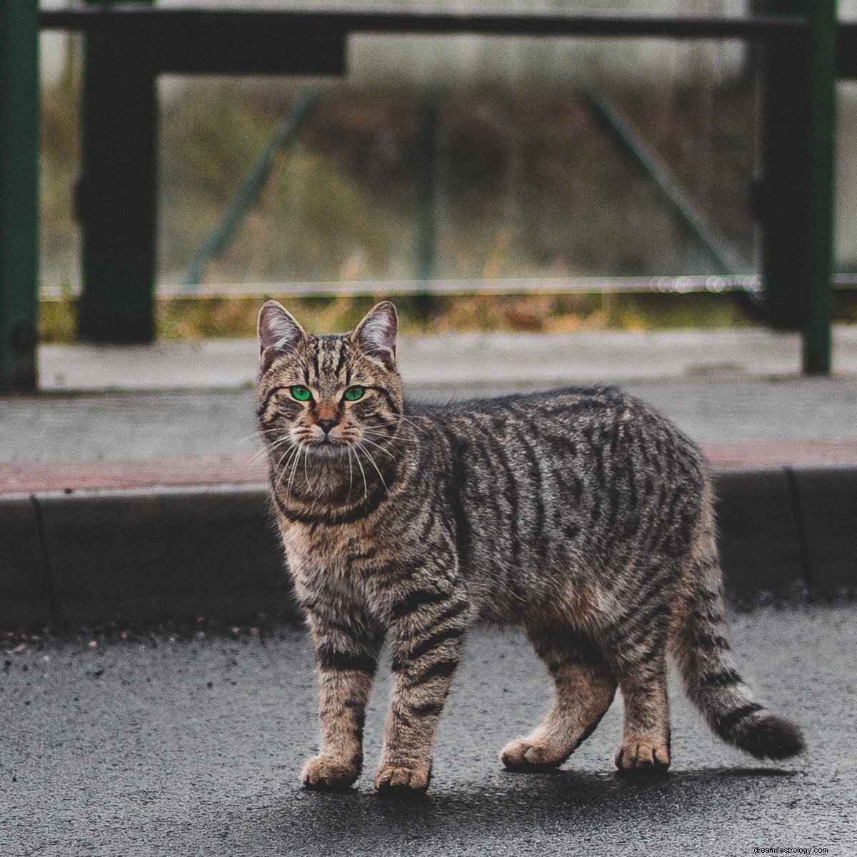 Dall Ariete al Leone, QUESTA è la razza di gatto che dovresti adottare se sei un segno zodiacale di fuoco 