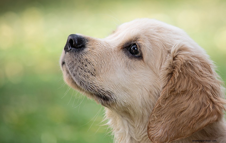 Hund – drømmebetydning og symbolikk 