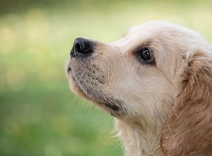 Perro – Significado y Simbolismo de los Sueños 