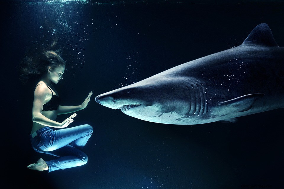 Tiburón – Significado y simbolismo de los sueños 