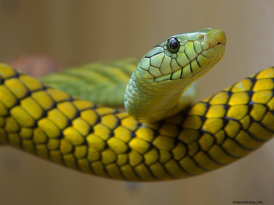 Slanger – hva betyr det å drømme om slanger? 