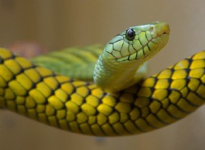 Hadi – co to znamená snít o hadech? 