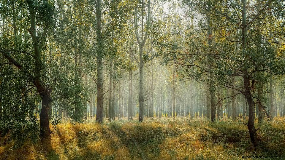 Hva betyr det å drømme om en skog? 