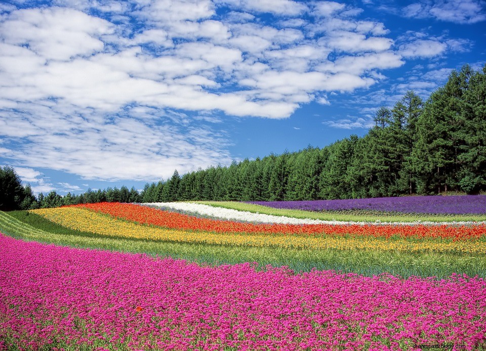 Blomster – drømmebetydning og symbolik 