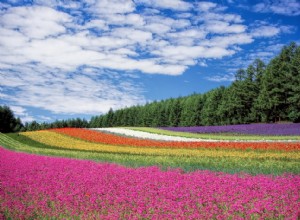 Fleurs - Signification et symbolisme des rêves 