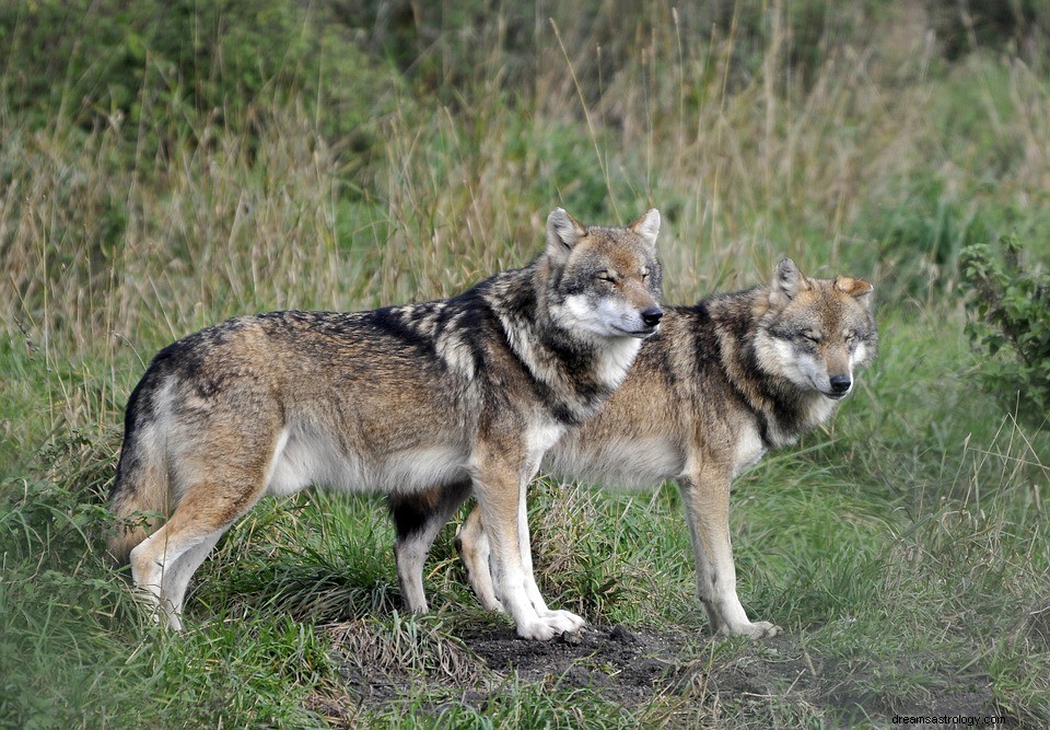 Lobo – ¿Qué significa soñar con lobos? 