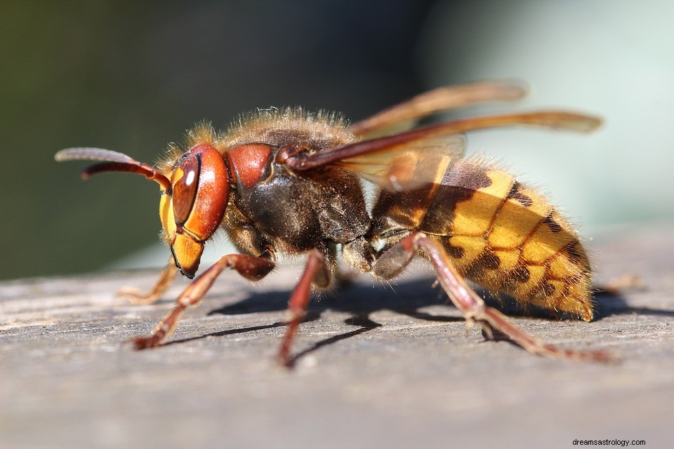 Hornet – drömmening och tolkning 