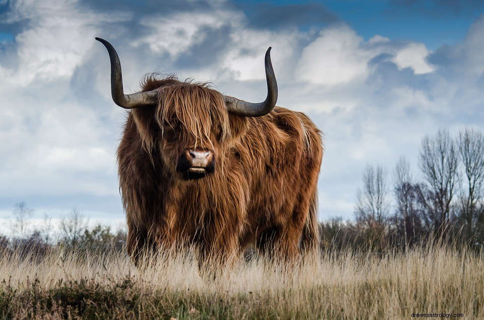 Bull - Drømmebetydning og symbolikk 