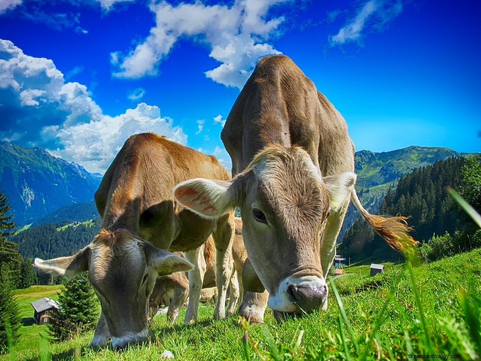 Αγελάδα – Όνειρο νόημα και συμβολισμός 