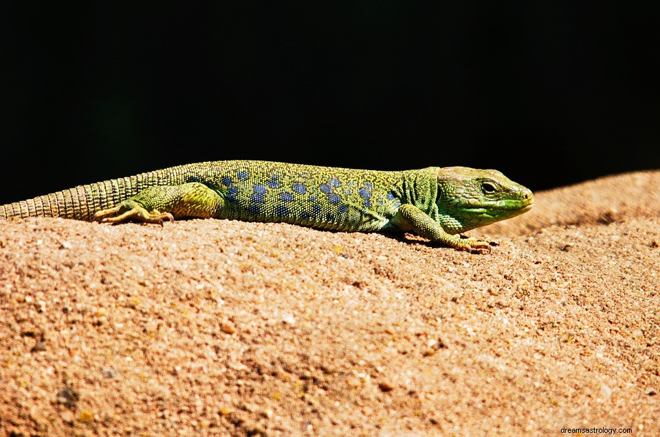 Lagarto – Simbolismo y Significado de Soñar 