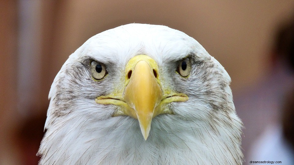 Eagle - Drømmebetydning og symbolikk 