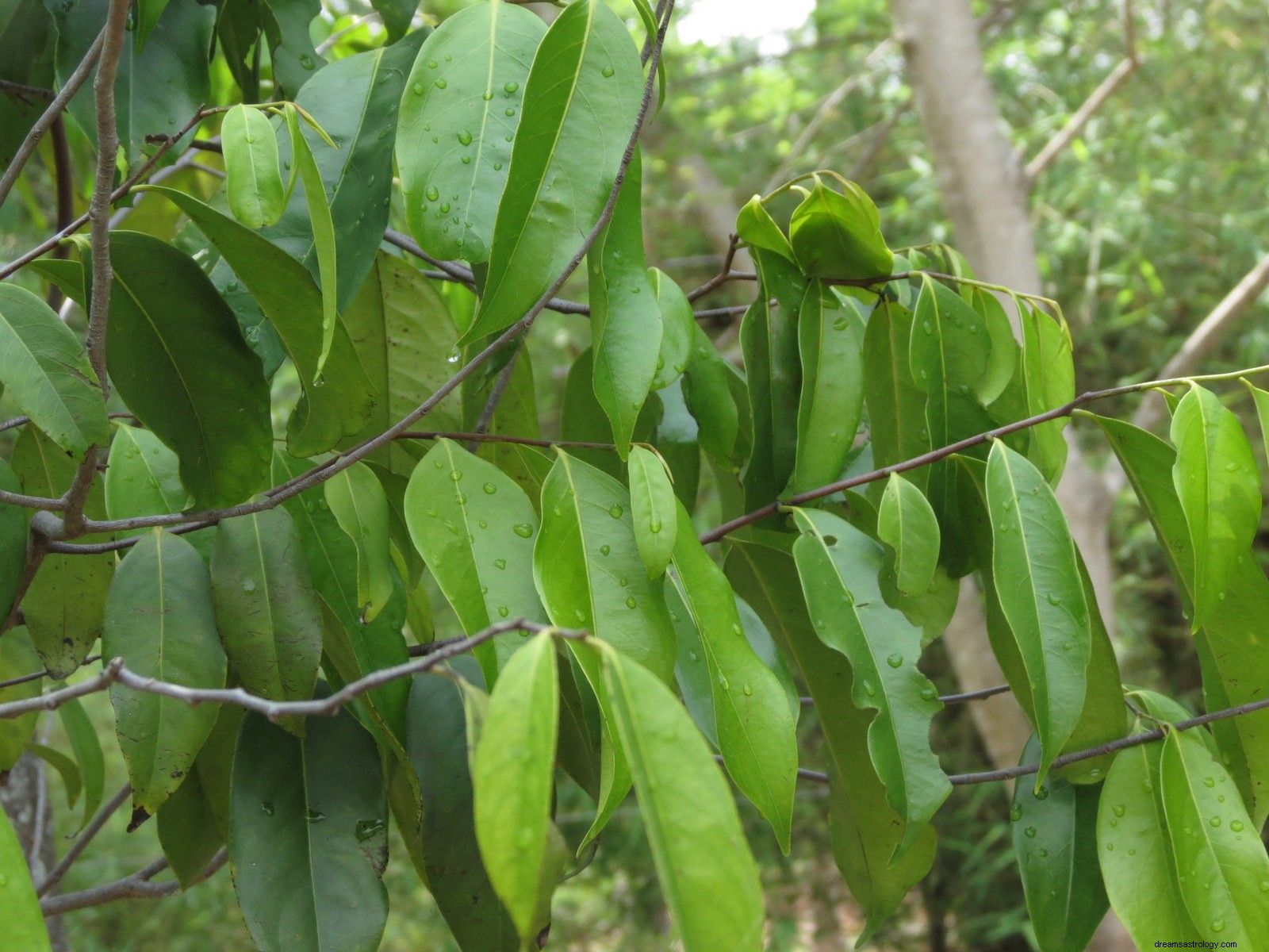 ¿Qué significa soñar con árbol de ébano? 