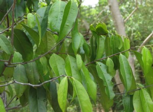 ¿Qué significa soñar con árbol de ébano? 