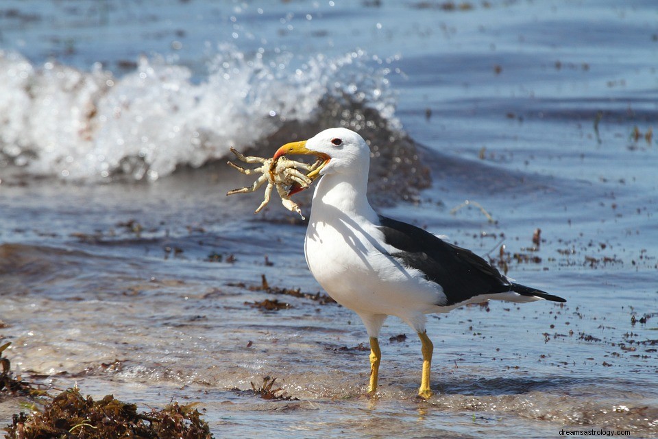 Albatross – drömmening och tolkning 