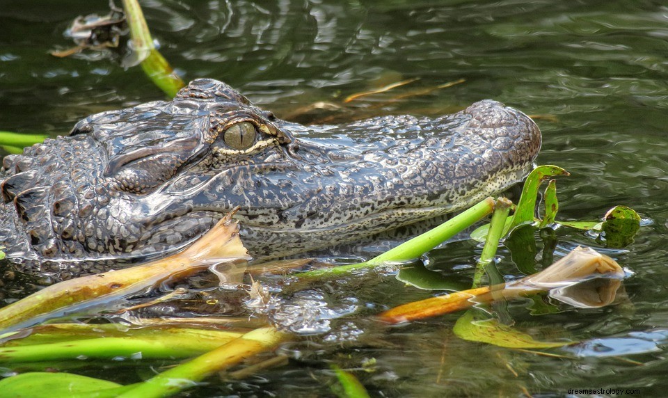 Alligators - Wat betekent het om te dromen van een alligator? 