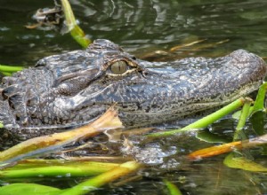 Alligatorer – Vad betyder det att drömma om en Alligator? 