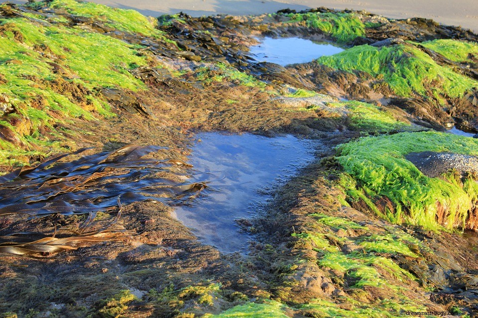 Alghe in un sogno:significato e spiegazione 