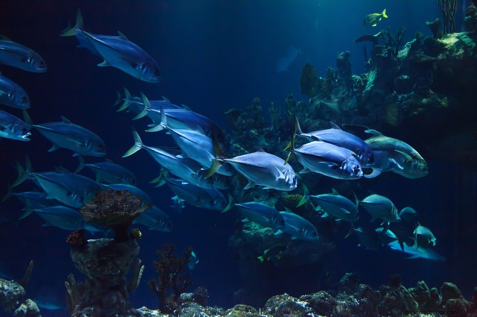 水族館–夢の意味と解釈 