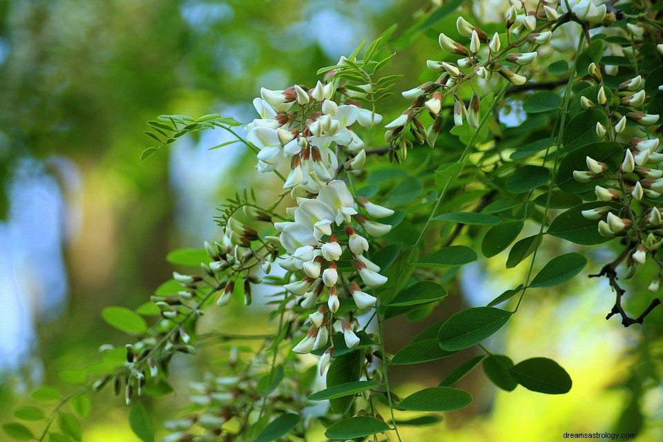 Wat betekent het om te dromen van acacia? 