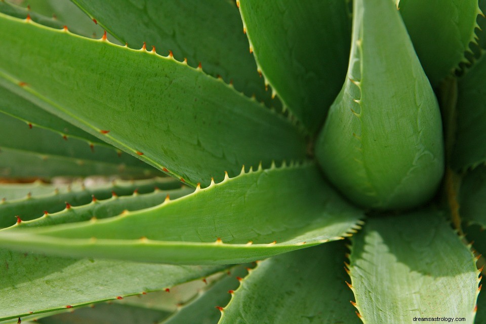 Aloe – significado e simbolismo dos sonhos 