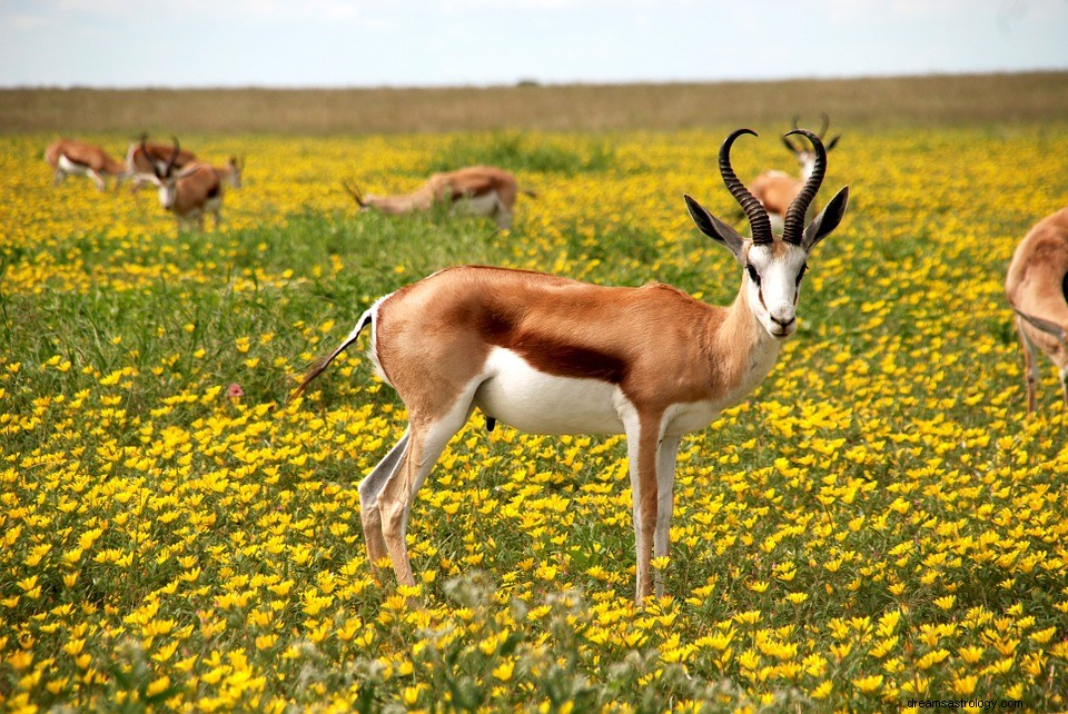 Antilope dans un rêve - Rêver d antilopes 