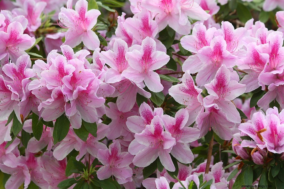 Azalea in dromen - Betekenis en uitleg 