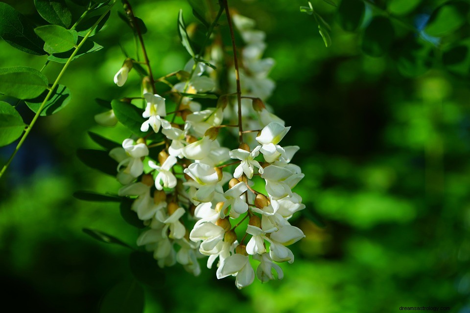 Que signifie rêver d un acacia noir ? 