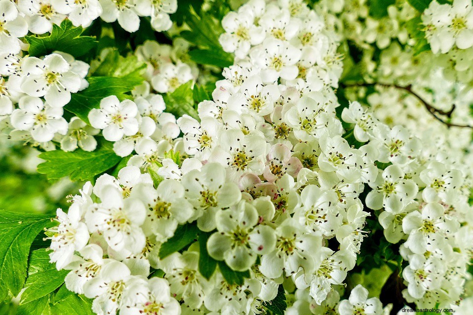 Hawthorn Putih dalam Mimpi – Arti dan Simbolisme 