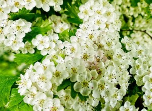 Aubépine blanche dans un rêve - Signification et symbolisme 