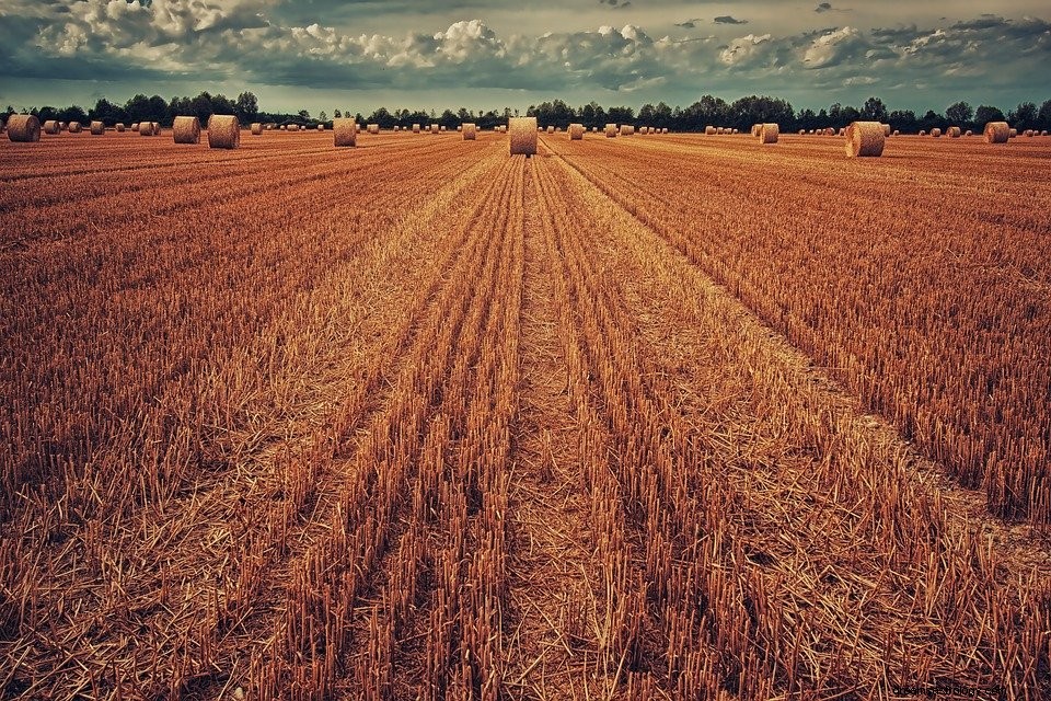 収穫–夢の意味と解釈 