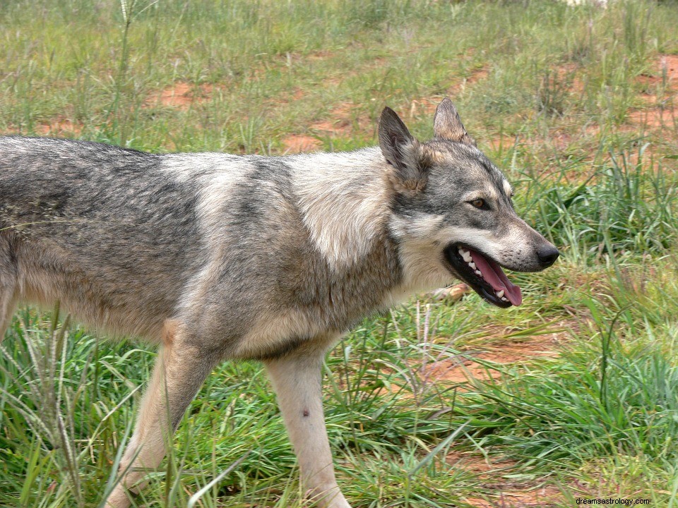 狂犬病について夢を見る–意味と象徴性 