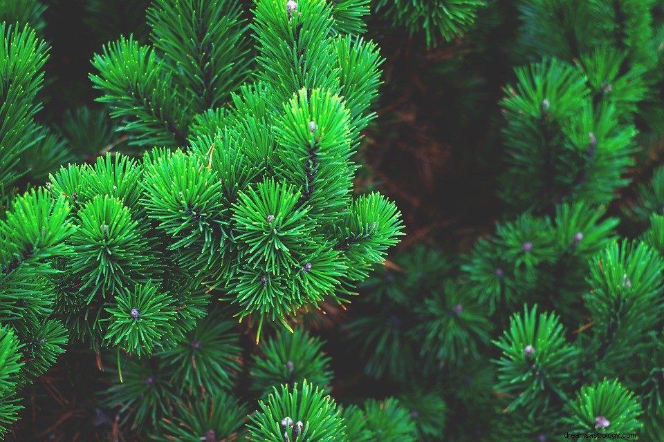 Bermimpi Tentang Pohon Pinus – Arti dan Simbolisme 