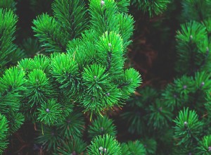 松の木を夢見る–意味と象徴性 