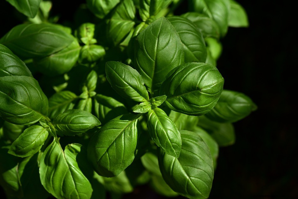 Basil em um sonho - significado e simbolismo 