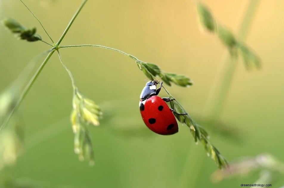 Coccinella:significato e interpretazione del sogno 