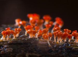 Que signifie rêver d une moisissure ? 